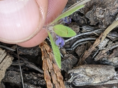 Trichostema oblongum