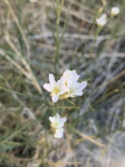 Eremogone macradenia