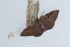 Hypochrosis baenzigeri