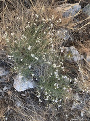 Eremogone macradenia