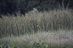 Ploceus hypoxanthus chryseus