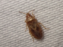 Chilacis typhae