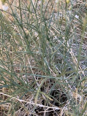 Eremogone macradenia