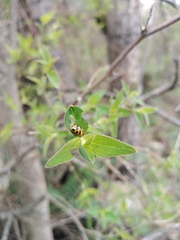 Alagoasa tridecimmaculata