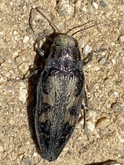 Buprestis laeviventris
