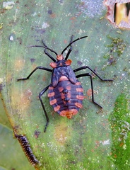 Spartocera pantomima