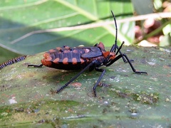 Spartocera pantomima
