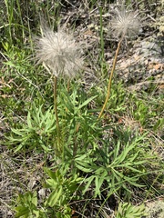 Anemone multifida multifida