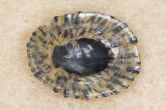 Cellana exarata