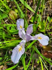Iris tenax tenax
