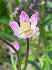 Anemone multifida multifida