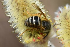 Dolichovespula albida