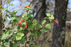 Salvia regla