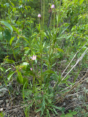Anemone multifida multifida