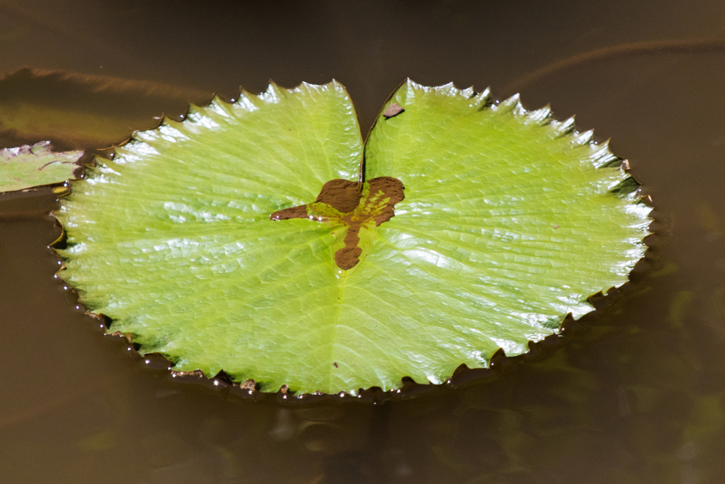 Lotus tigre (Nymphaea lotus)