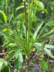 Anemone multifida multifida