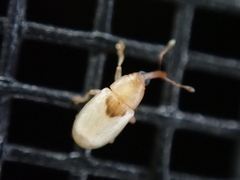Notolomus basalis