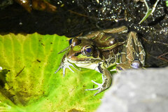 Lithobates taylori