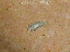 Eubranchus rustyus