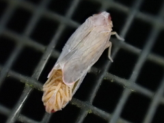 Omolicna