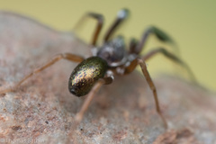 Phrurotimpus borealis