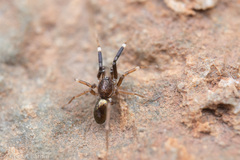 Phrurotimpus borealis