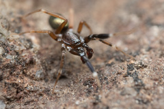 Phrurotimpus borealis