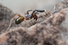 Phrurotimpus borealis