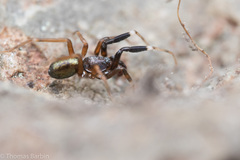 Phrurotimpus borealis