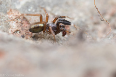 Phrurotimpus borealis