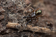 Phrurotimpus borealis