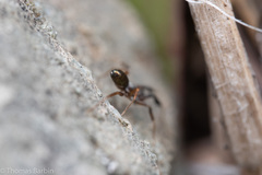 Phrurotimpus borealis