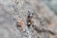 Phrurotimpus borealis