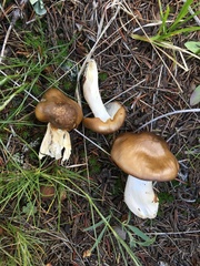 Tricholoma