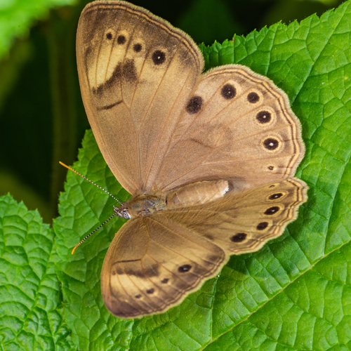 Appalachian Brown
