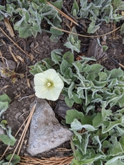 Calystegia malacophylla malacophylla