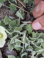 Calystegia malacophylla malacophylla