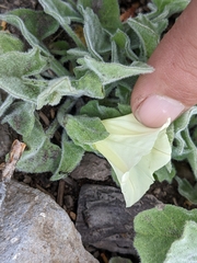 Calystegia malacophylla malacophylla