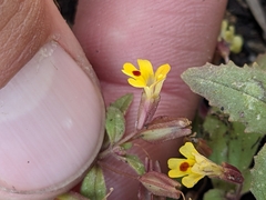 Erythranthe alsinoides