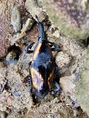 Cactophagus circumjectus