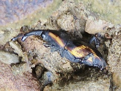 Cactophagus circumjectus