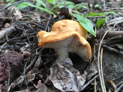 Hydnum melitosarx