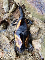 Cactophagus circumjectus