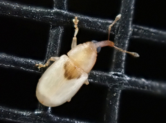 Notolomus basalis
