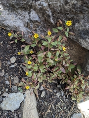 Erythranthe alsinoides