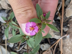 Diplacus torreyi