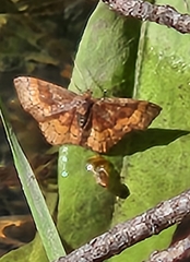 Leptostales rubromarginaria