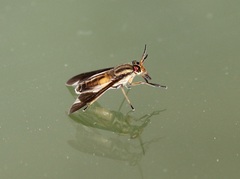Chrysops moechus