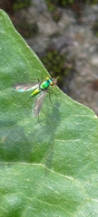 Chrysosoma globiferum