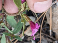 Diplacus torreyi